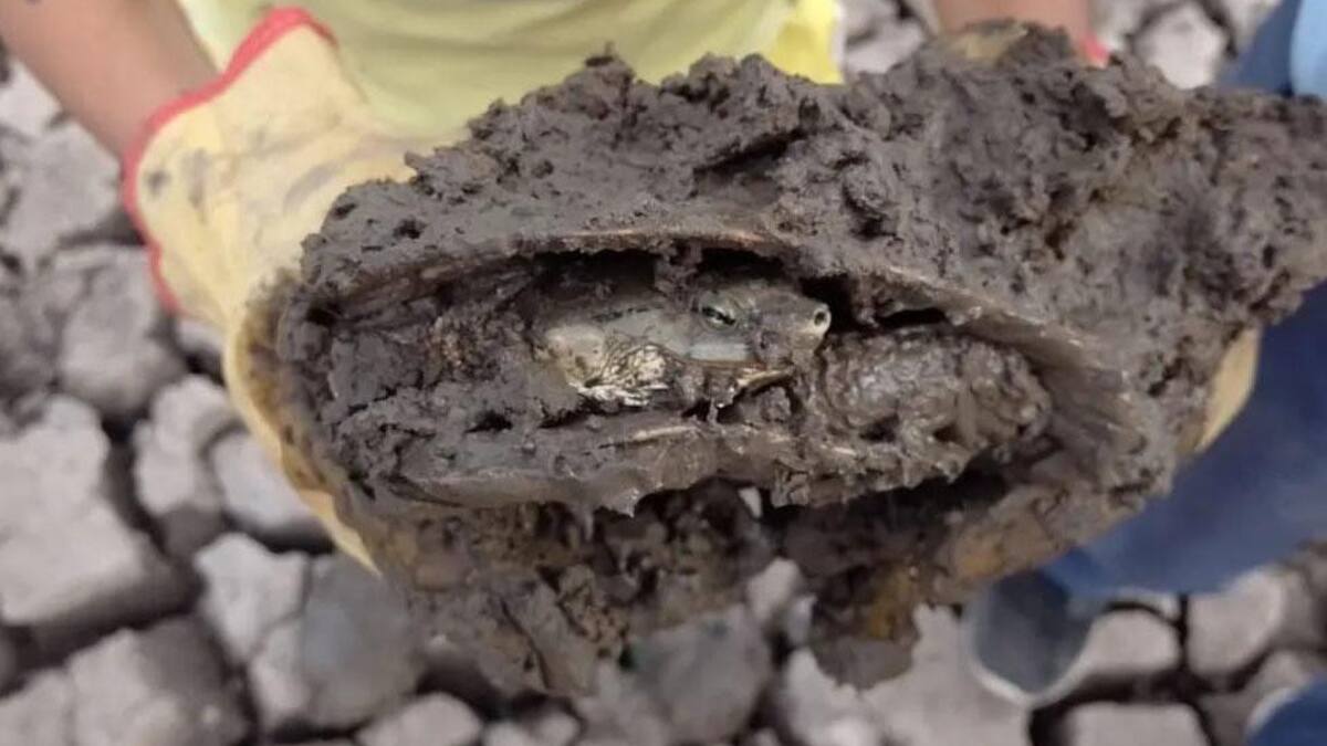 Tortugas rescatadas en Goya, Corrientes. Foto: Télam.