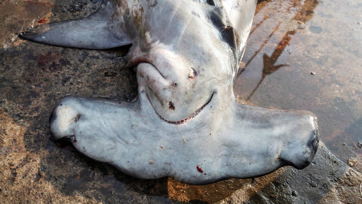 Tráfico ilegal de animales. Foto: Reuters.