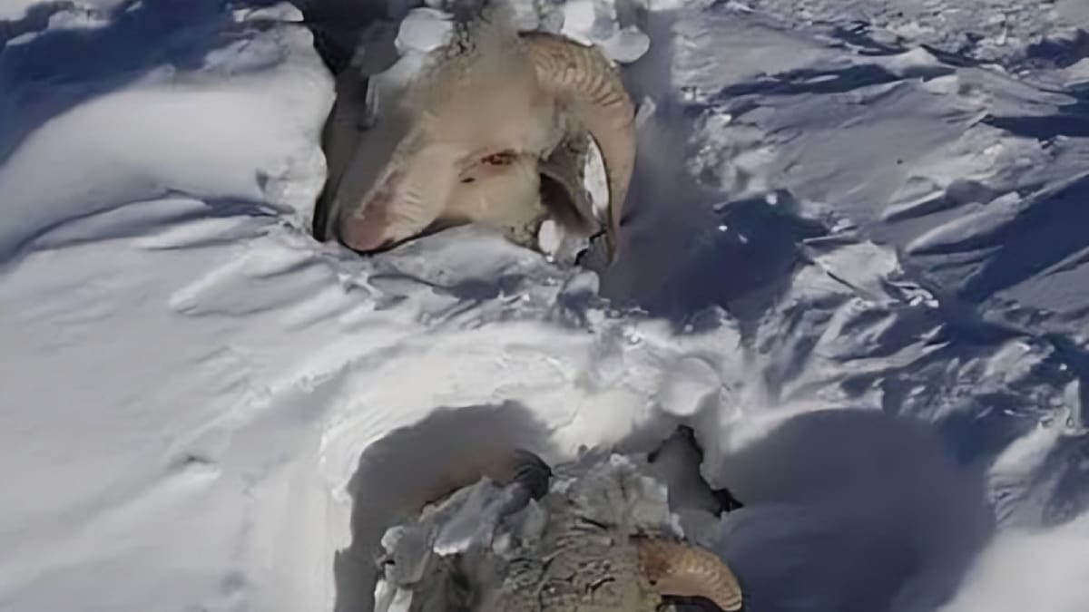 Impactante deshielo en la Patagonia: cientos de ovejas muertas quedaron al descubierto en Santa Cruz