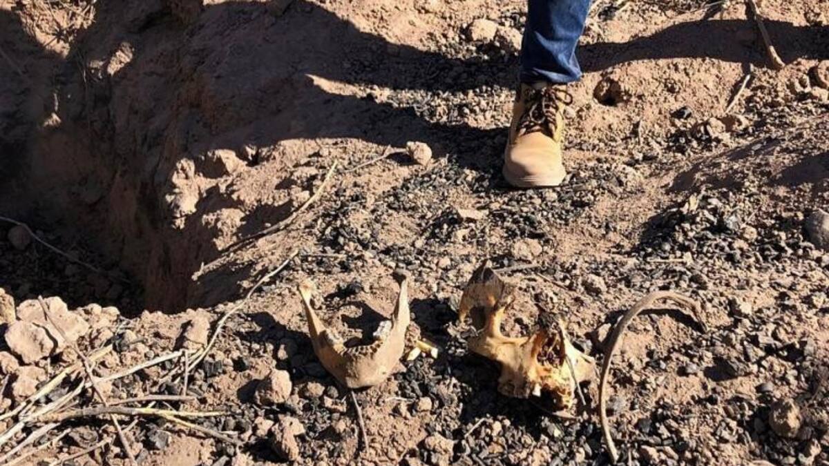 Tres fosas clandestinas fueron localizadas al sur de México. Foto: EFE.