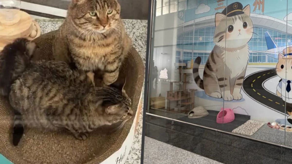 ¡Contratados!: un aeropuerto de China adoptó a tres gatos callejeros y los puso a trabajar en un curioso cargo