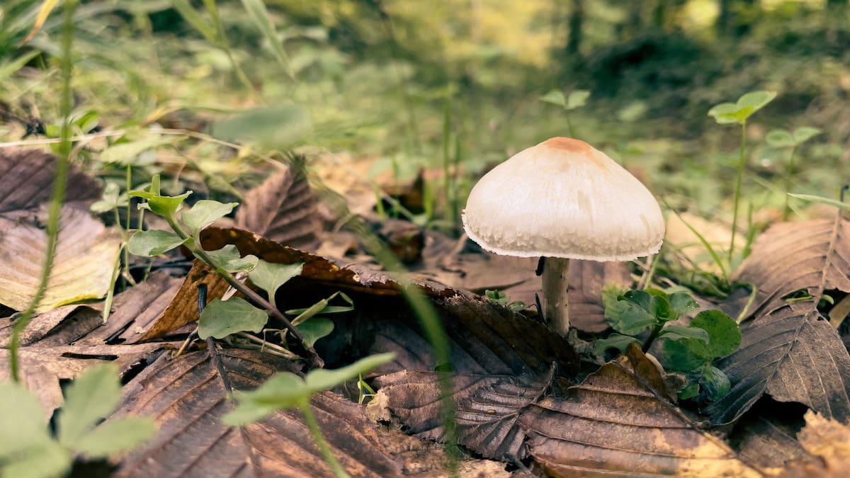 Tres personas murieron en Australia tras consumir hongos. Unsplash.