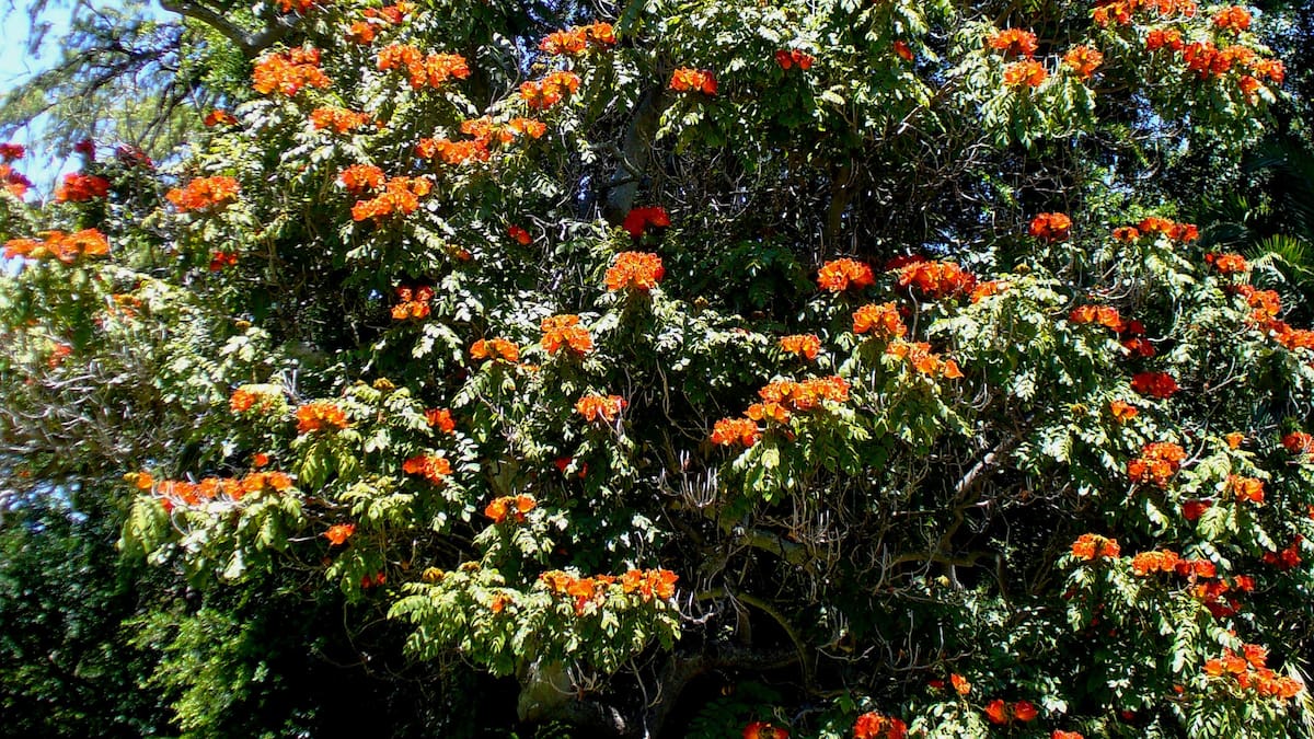 Tulipanero africano