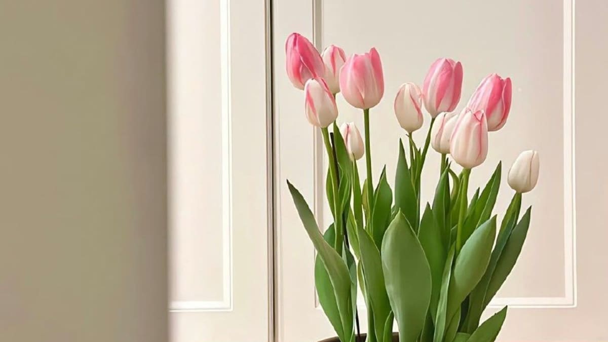 Cómo plantar tulipanes en casa: el paso a paso para tener flores coloridas en el jardín