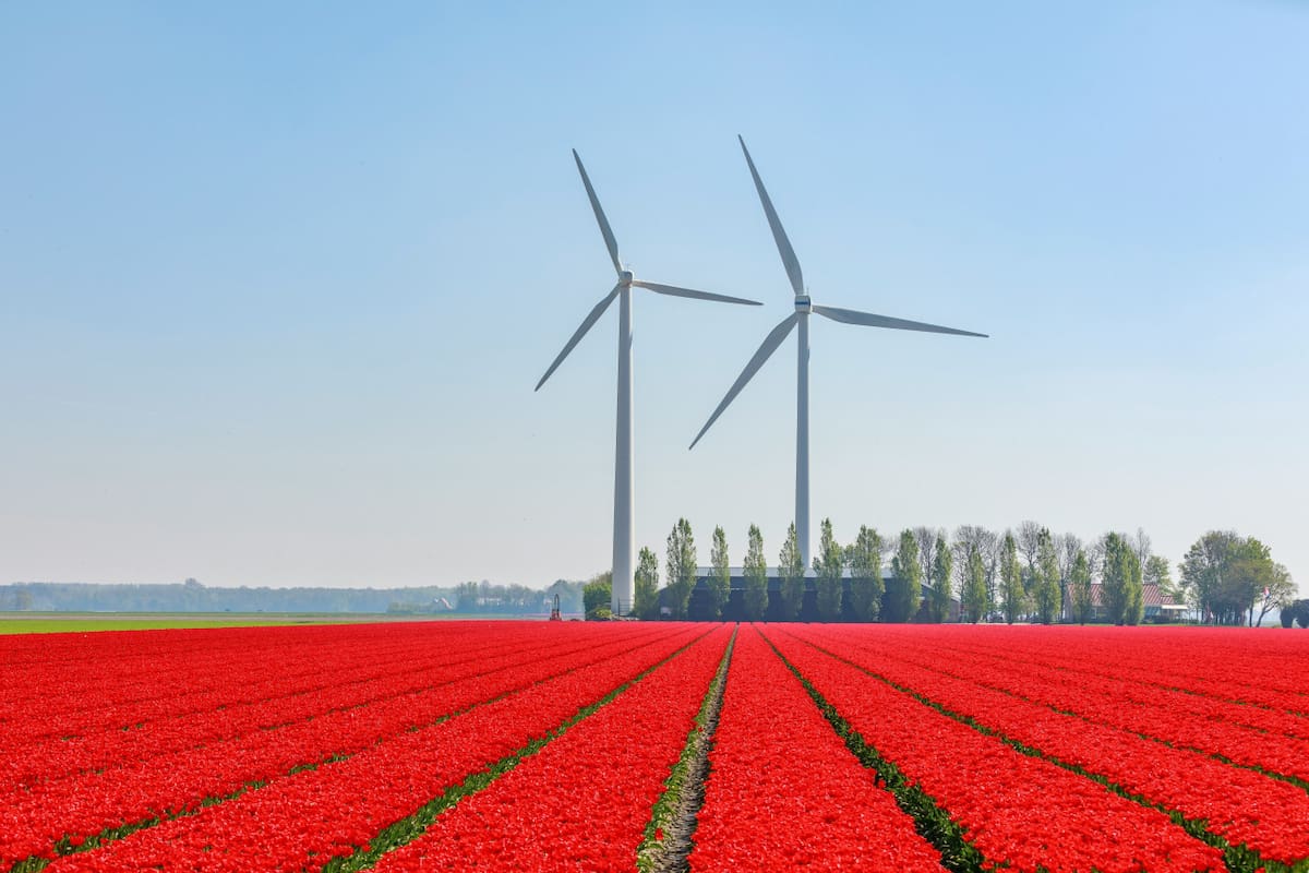 Tulipanes. Foto: Unsplash