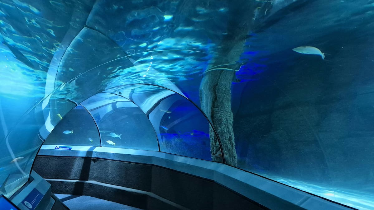 Europa construirá su túnel submarino más grande: una obra de €1.000 millones para descongestionar Italia