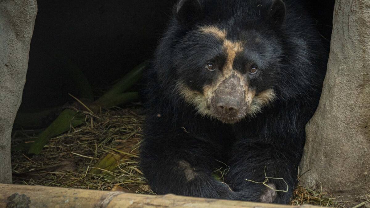 Tupak, el oso andino de Ecuador que espera un helicóptero. Foto EFE.