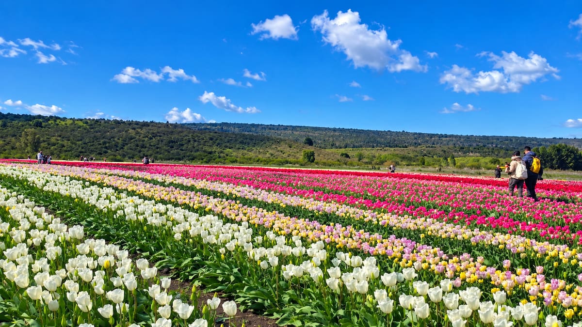 Tulipanes en Trevelin 2026: cuánto cuesta la entrada y cuándo visitar el campo más colorido de la Patagonia