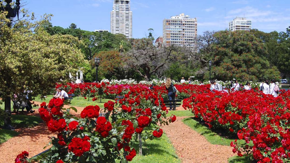 Regalan esquejes de rosas del Rosedal de Palermo: fechas, horarios y cómo plantarlos en casa