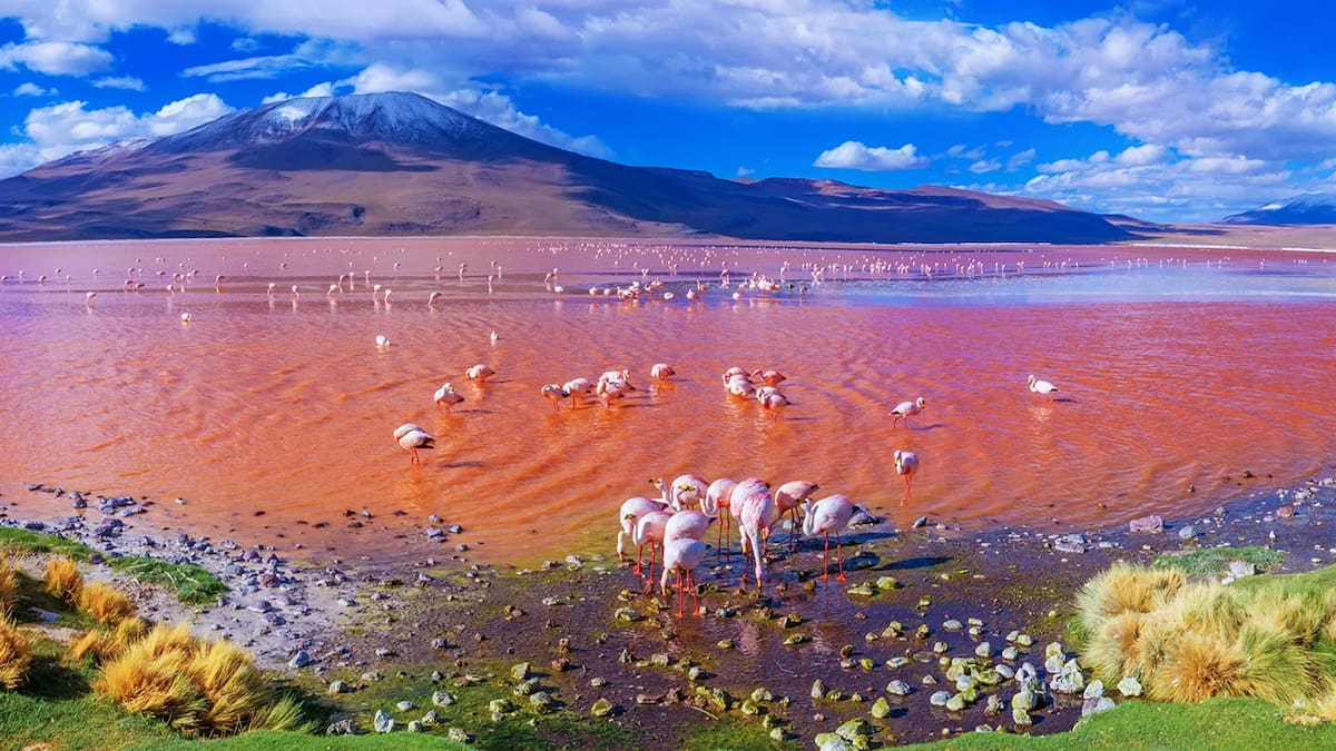 El espejo rojo de Bolivia: así es la Laguna Colorada donde miles de flamencos “pintan” el altiplano
