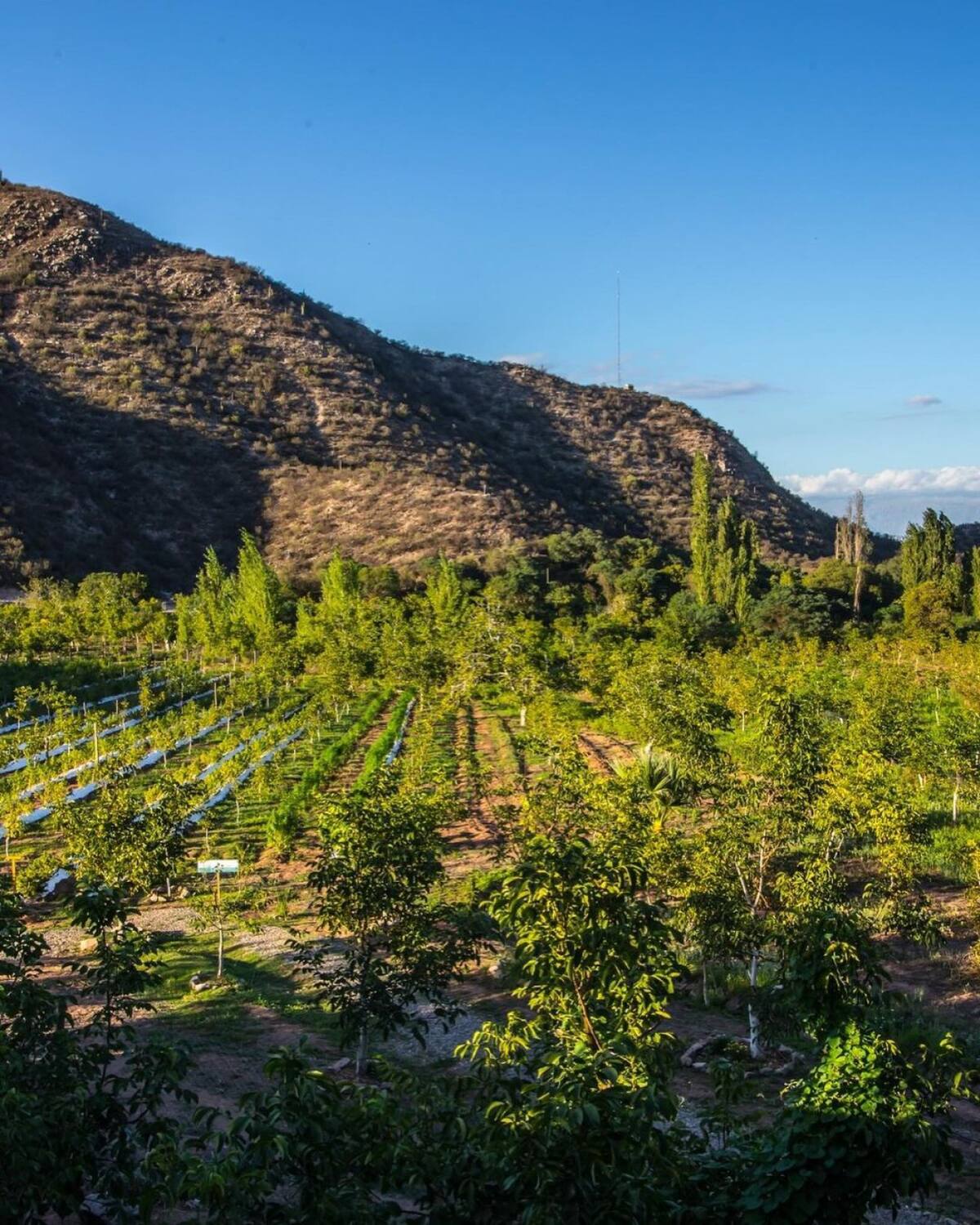 Turismo cannábico en Argentina. Foto: Instagram @unge.arg