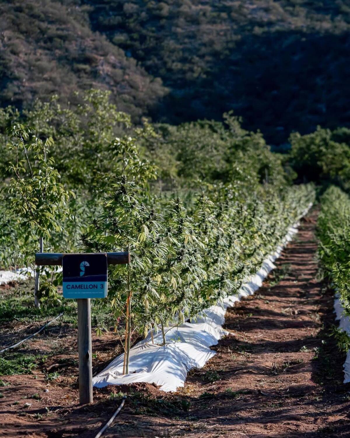 Turismo cannábico en Argentina. Foto: Instagram @unge.arg