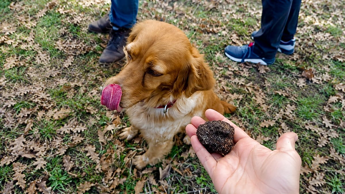 El “diamante negro” que se busca con perros y está escondido bajo tierra en dos pueblos bonaerenses
