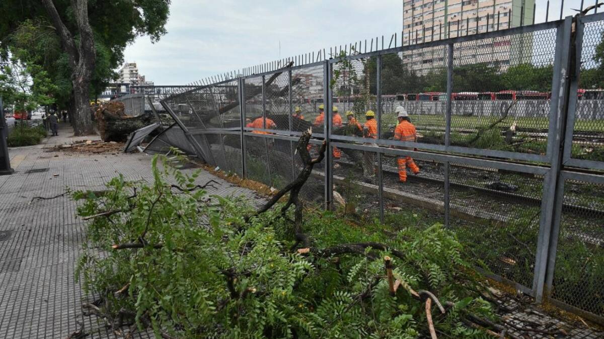 Un árbol interrumpió el servicio del tren Sarmiento. Foto: Télam