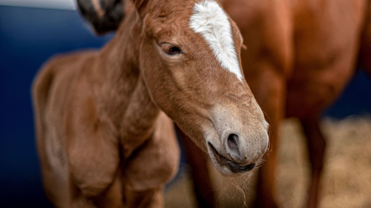 Un avance para la ciencia: nació el primer clon de caballo de paso en Perú. Foto: Reuters