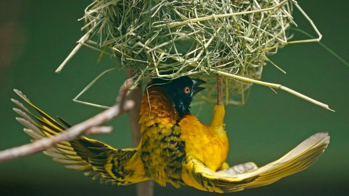 Un ave tejedora prepara un nido. Foto: EFE