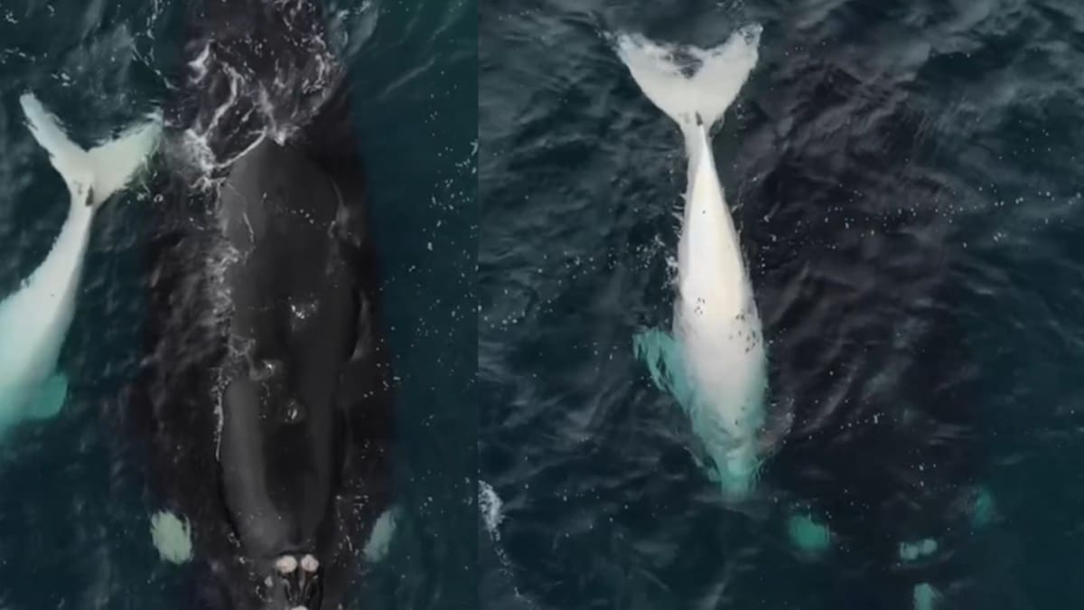 Comienza la temporada de avistaje de ballenas en Mar del Plata. Foto: captura video Instagram/agustinbaraschi