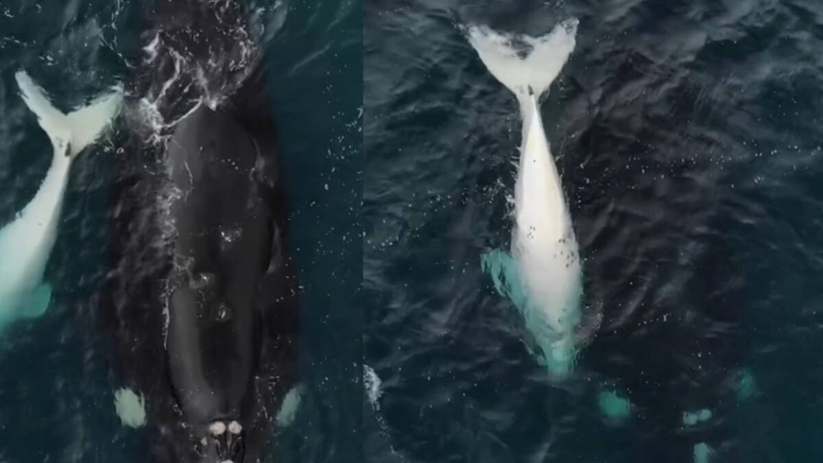 Un ballenato blanco y una ballena navegan juntos. Foto: captura video Instagram/agustinbaraschi