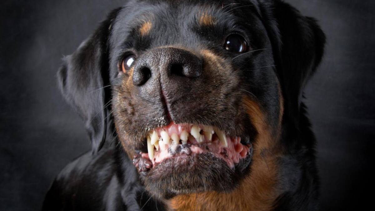 Un bebé jugaba con dos perros y murió por el feroz ataque