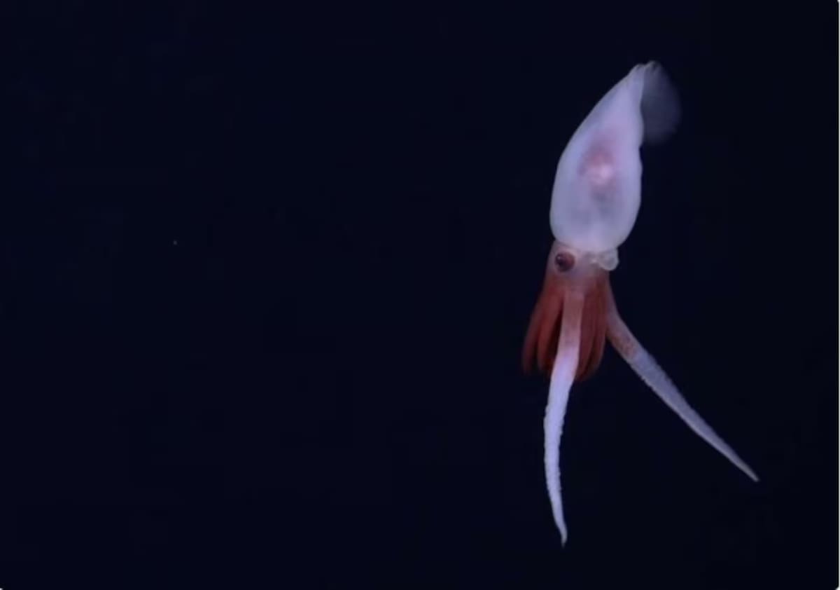 Un calamar Promachoteuthis en la cordillera submarina. Foto: ROV SuBastian / Schmidt Ocean Institute