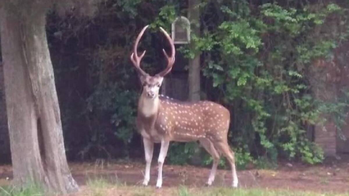 Un ciervo suelto apareció en las calles de La Plata y revolucionó a los vecinos. Foto: NA.
