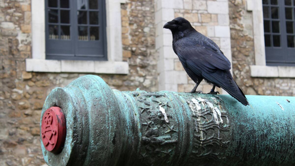 Otro cuervo murió en la Torre de Londres y hay temor en la realeza: ¿es el fin de la monarquía?