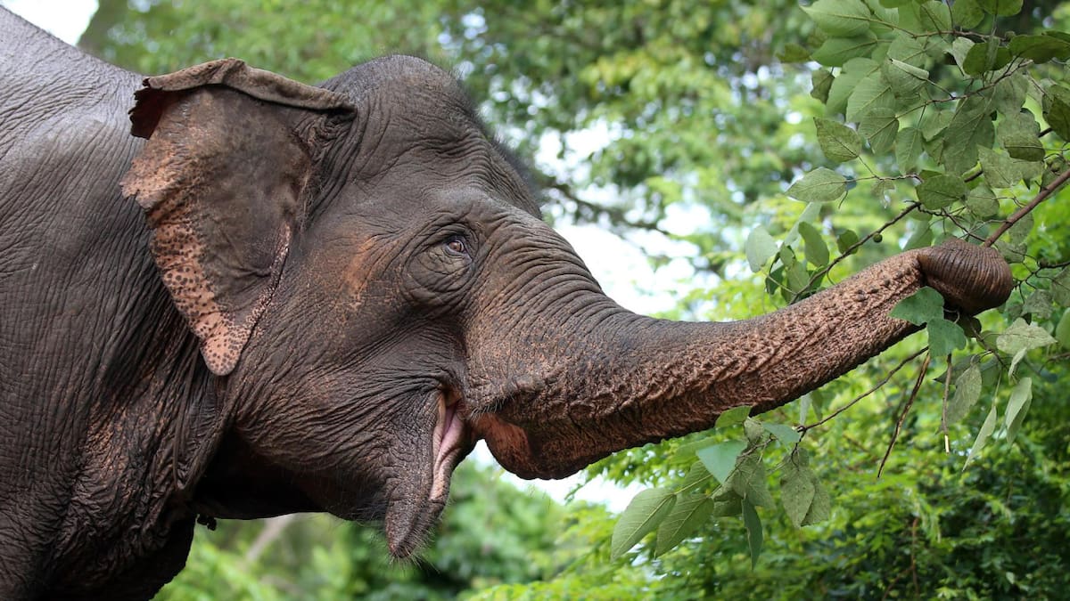 La "memoria de elefante" dejó de ser un mito.