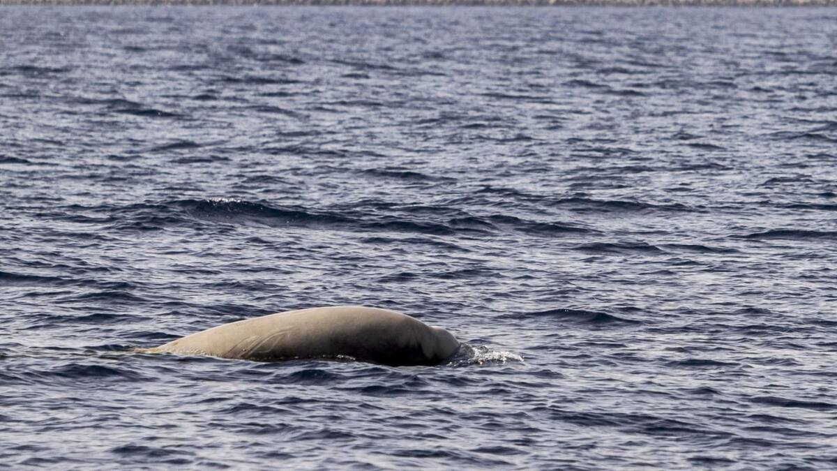 Un estudio llama a prevenir las amenazas para los cetáceos en el Mediterráneo. Foto: EFE.