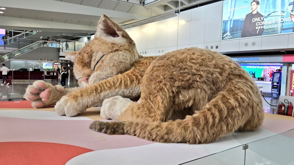 Largas filas para sacarse una foto con el gato gigante del aeropuerto: hasta cuándo se puede visitar al tierno “Catzilla”