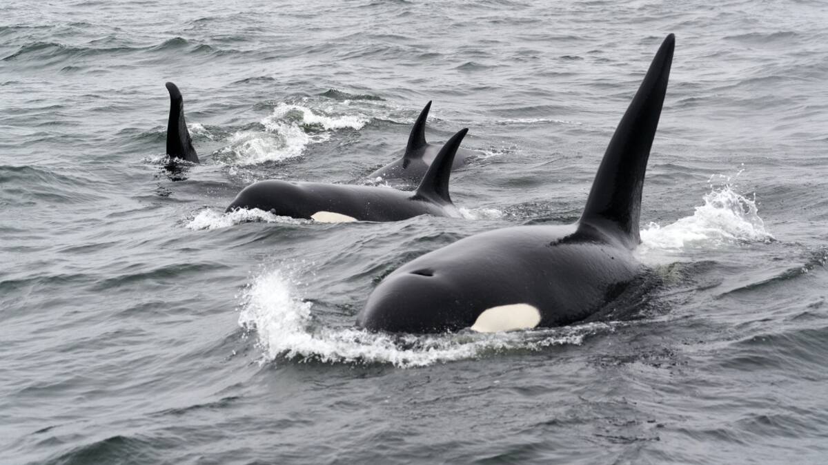 Un grupo de orcas. Foto: Unsplash