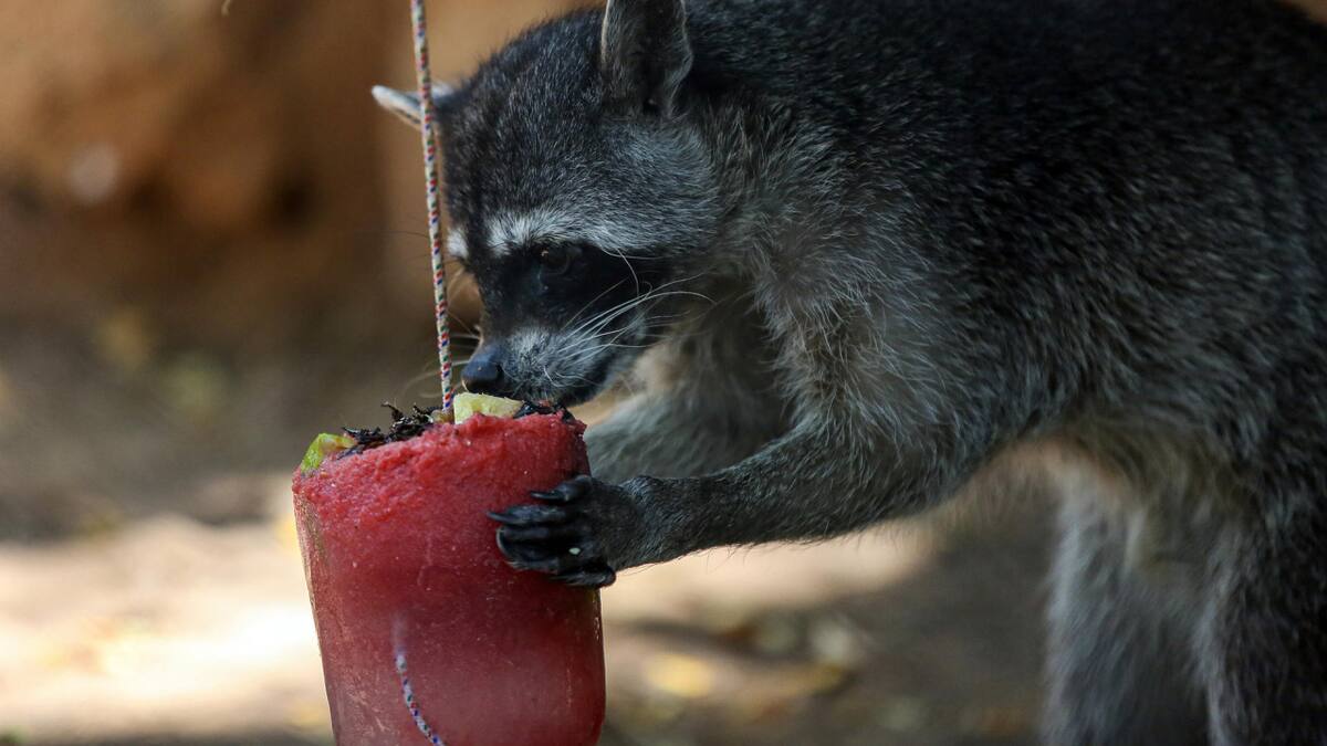 Un mapache come una paleta de hielo elaborada con frutas e insectos. Foto: EFE.