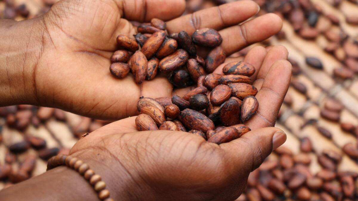 Un nuevo impulso en Madagascar, donde se produce el mejor cacao, pretende hacer más sostenible la producción de chocolate. Foto: Unsplash.