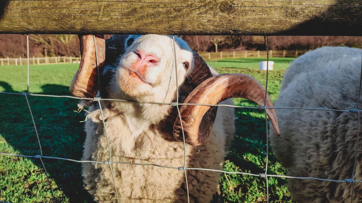 Un rebaño de ovejas se comió 300 kilos de marihuana por un error. Foto: Unsplash