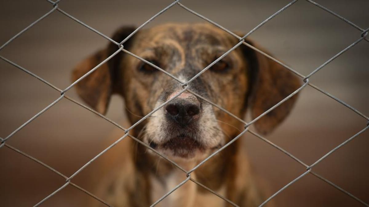 Un refugio busca concientizar sobre la adopción responsable. Foto: Télam/ Ramiro Gómez.