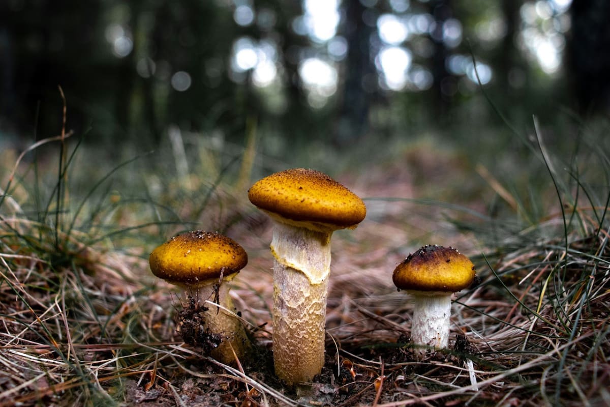 Hongos. Foto: Unsplash.