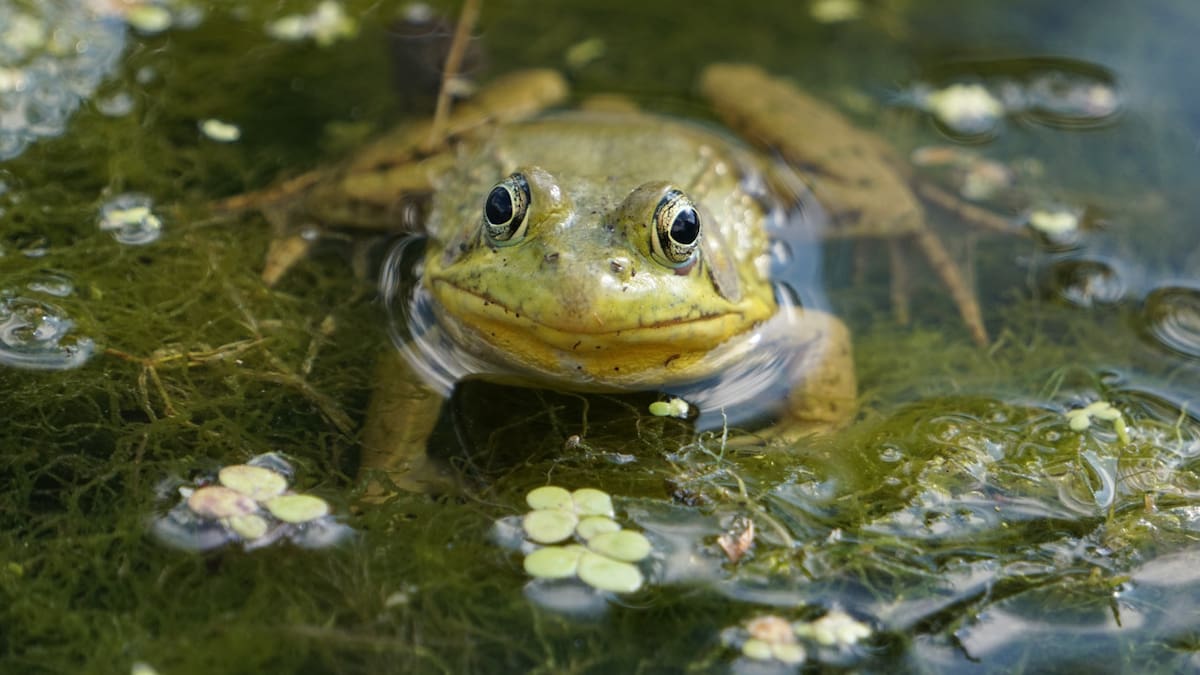 Hallan una nueva especie de sapo. Foto Unsplash.