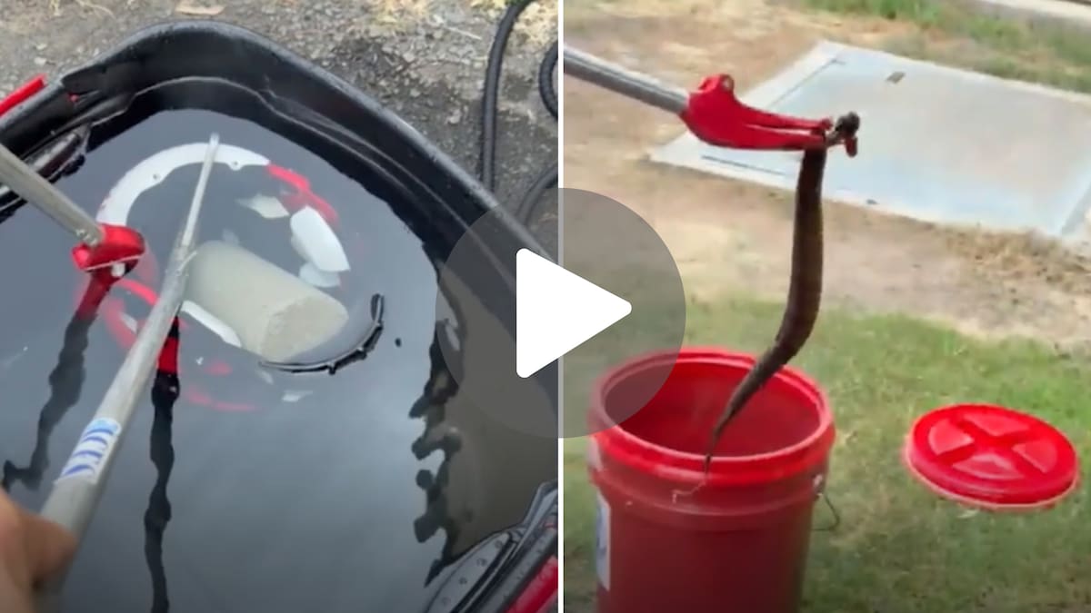 Video escalofriante: un jugador de fútbol americano jugó con una serpiente venenosa escondida en su casco