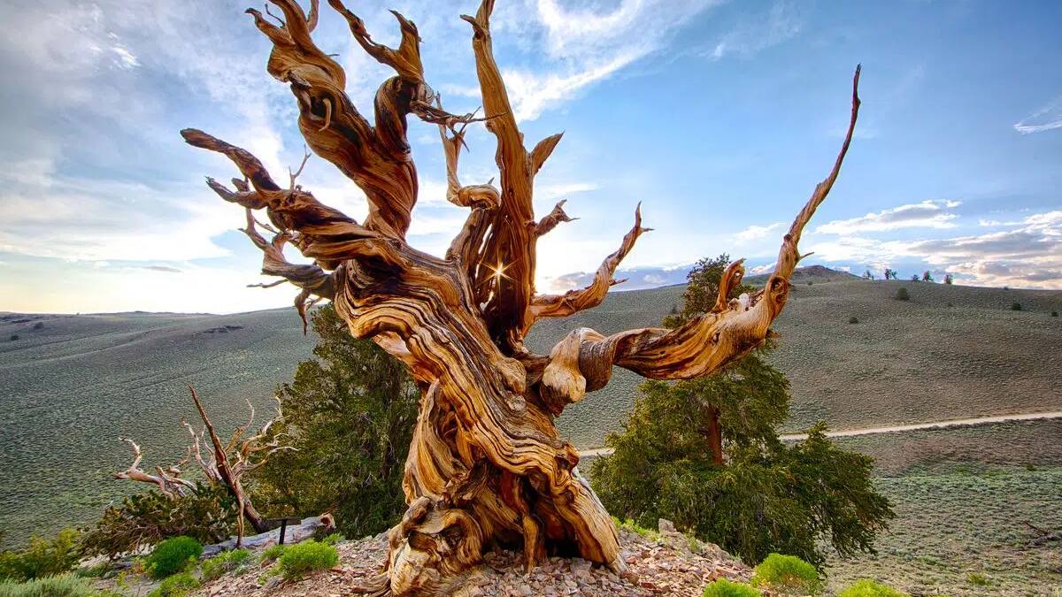 Methuselah, uno de los árboles más viejos del mundo.