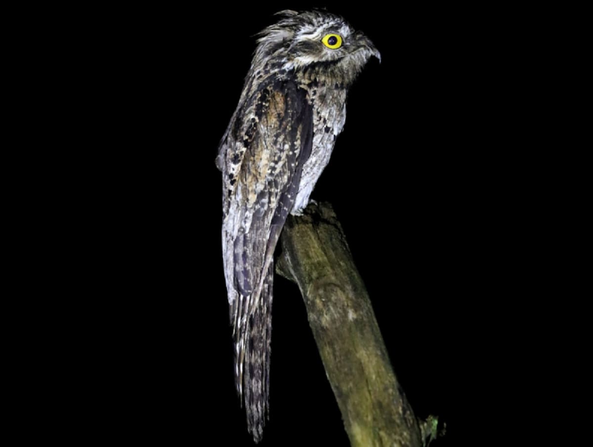 Urutaú, pájaro. foto: ebird.org
