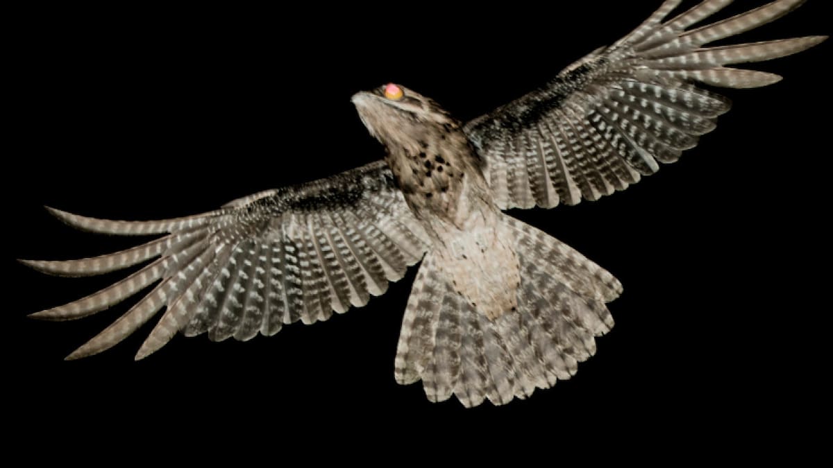 Casi no se deja ver en Argentina: el pájaro de nombre legendario que despierta curiosidad