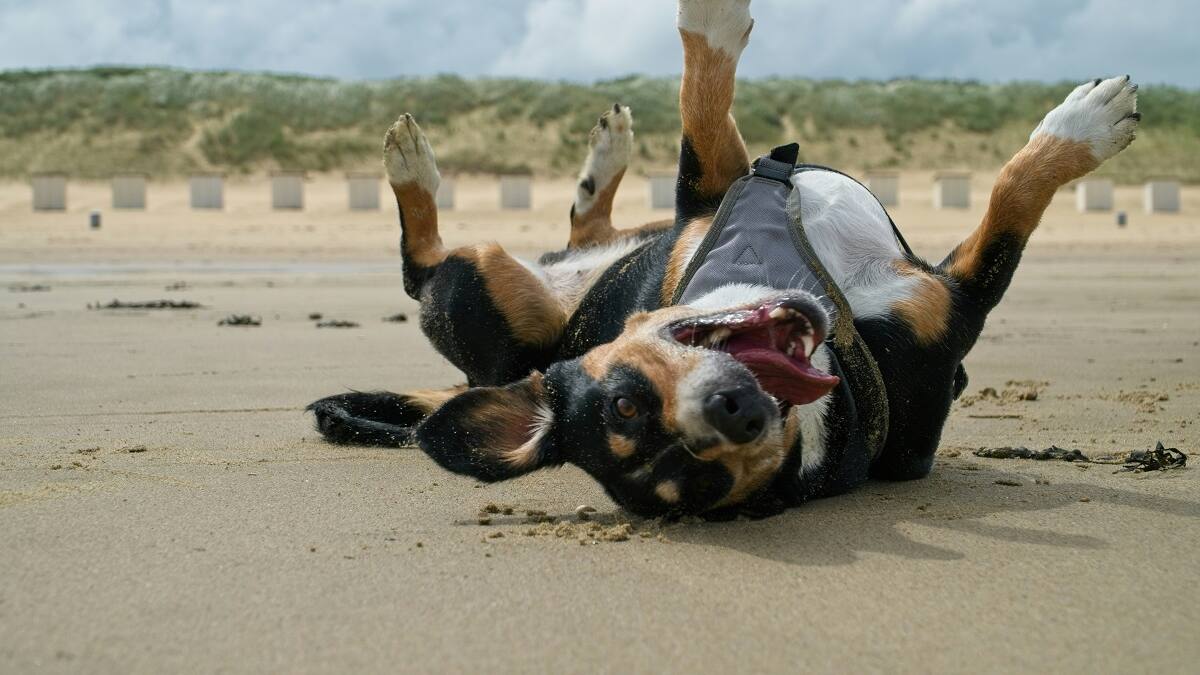 Vacaciones con tu perro en playas pet friendly.