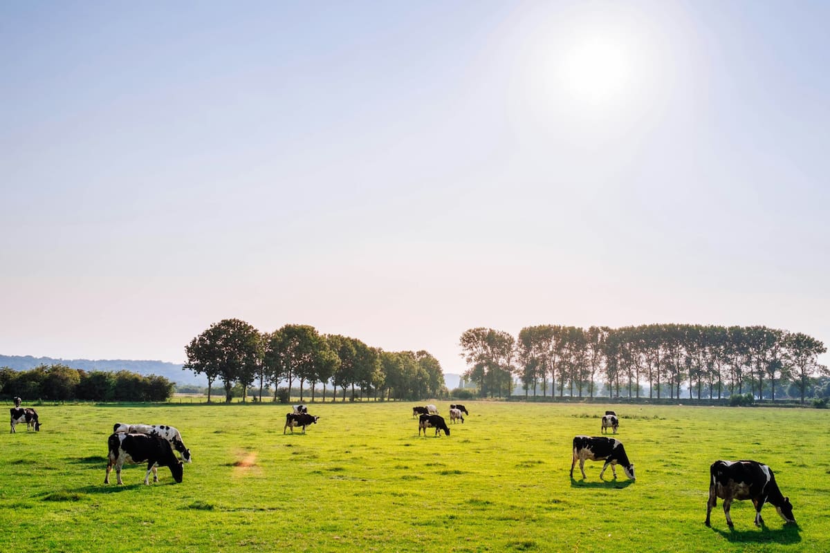Vacas. Fuente: Unsplash
