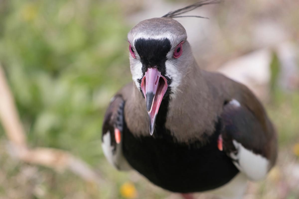 Vanellus chilensis, llamado comúnmente tero. Foto: Unsplash.
