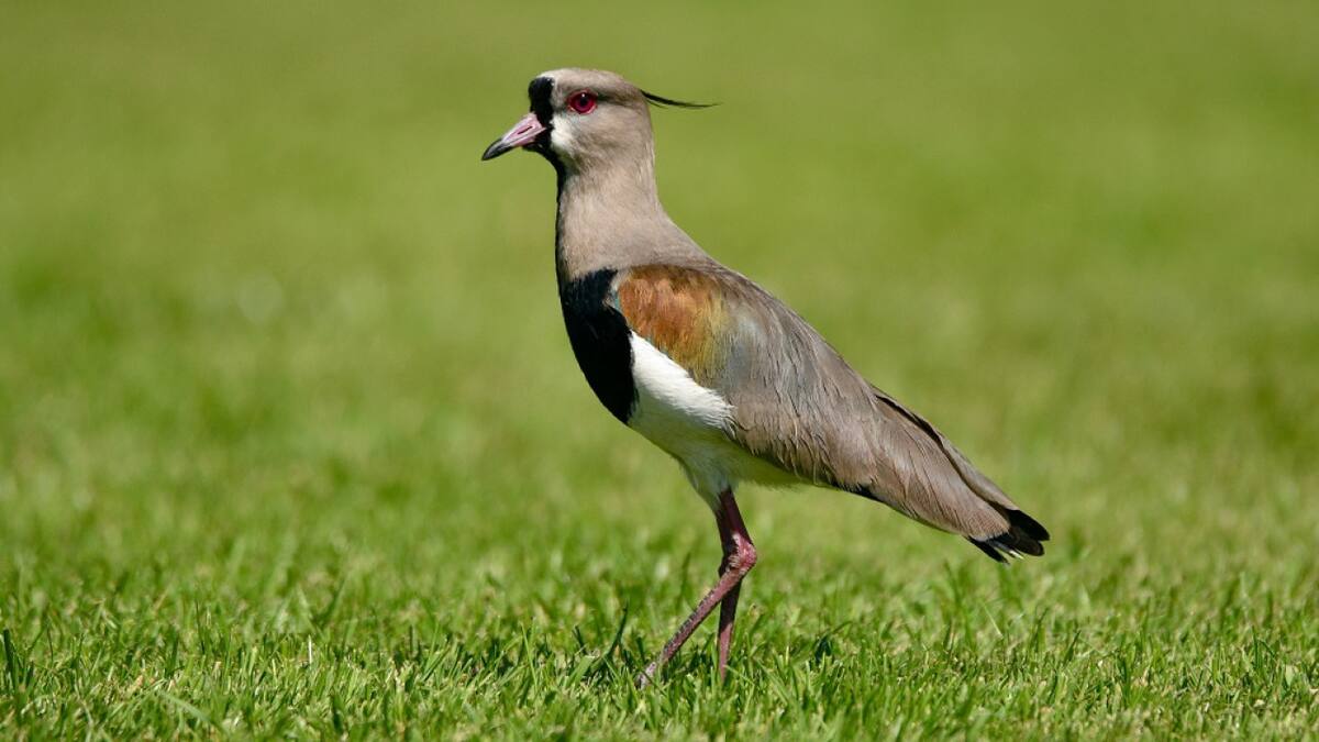 Vanellus chilensis, llamado comúnmente tero. Foto: Unsplash.