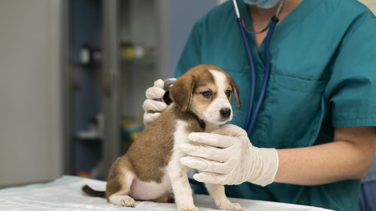 El ciclo de vida del parásito involucra a perros (hospedadores definitivos) que eliminan los huevos del parásito en sus heces. Foto Freepik