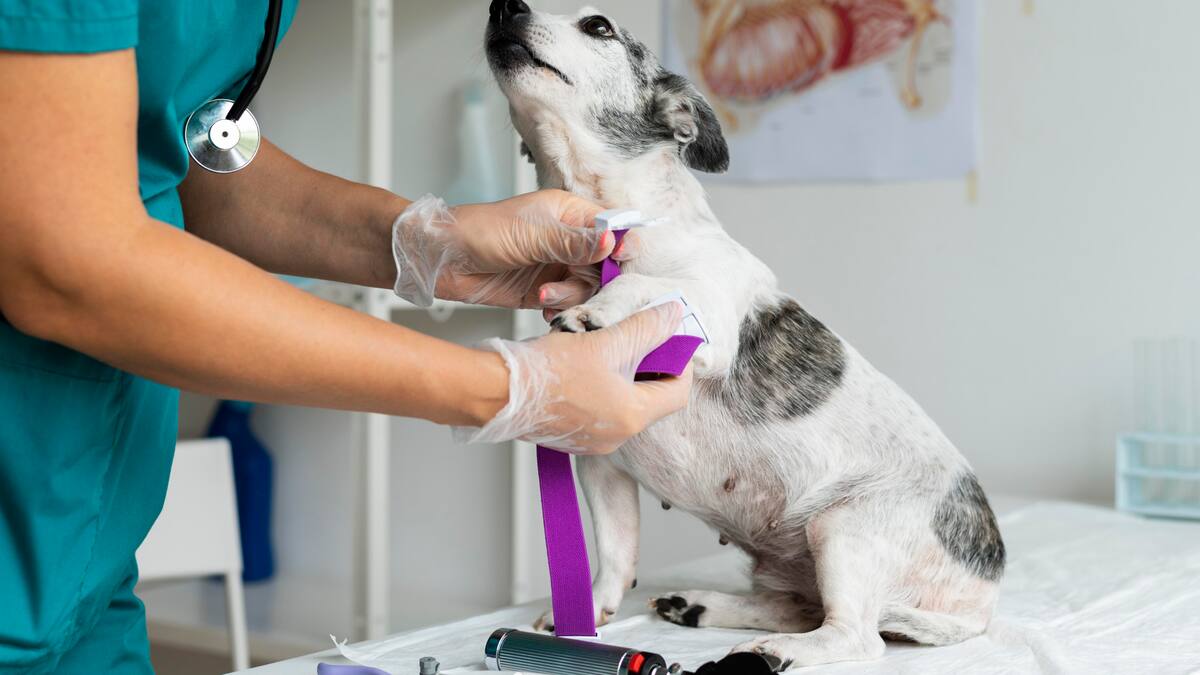 Sophia Yin, experta en comportamiento canino: “Muchos perros desarrollan una asociación negativa con la clínica veterinaria”