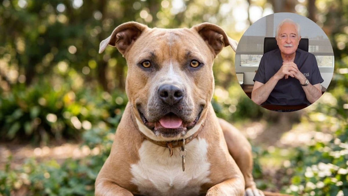 José Luis Puchol, veterinario de 72 años, sobre los pitbull: “La fama que tienen es horrorosa y, sin embargo, son perros bastante afectuosos”