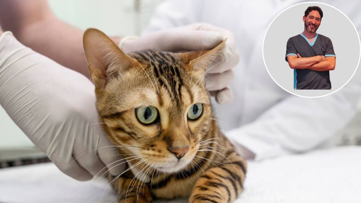 Diego Ferrera, veterinario: “Una intoxicación muy común y siempre de pronóstico reservado es cuando le colocan una pipeta para perros a un gato”