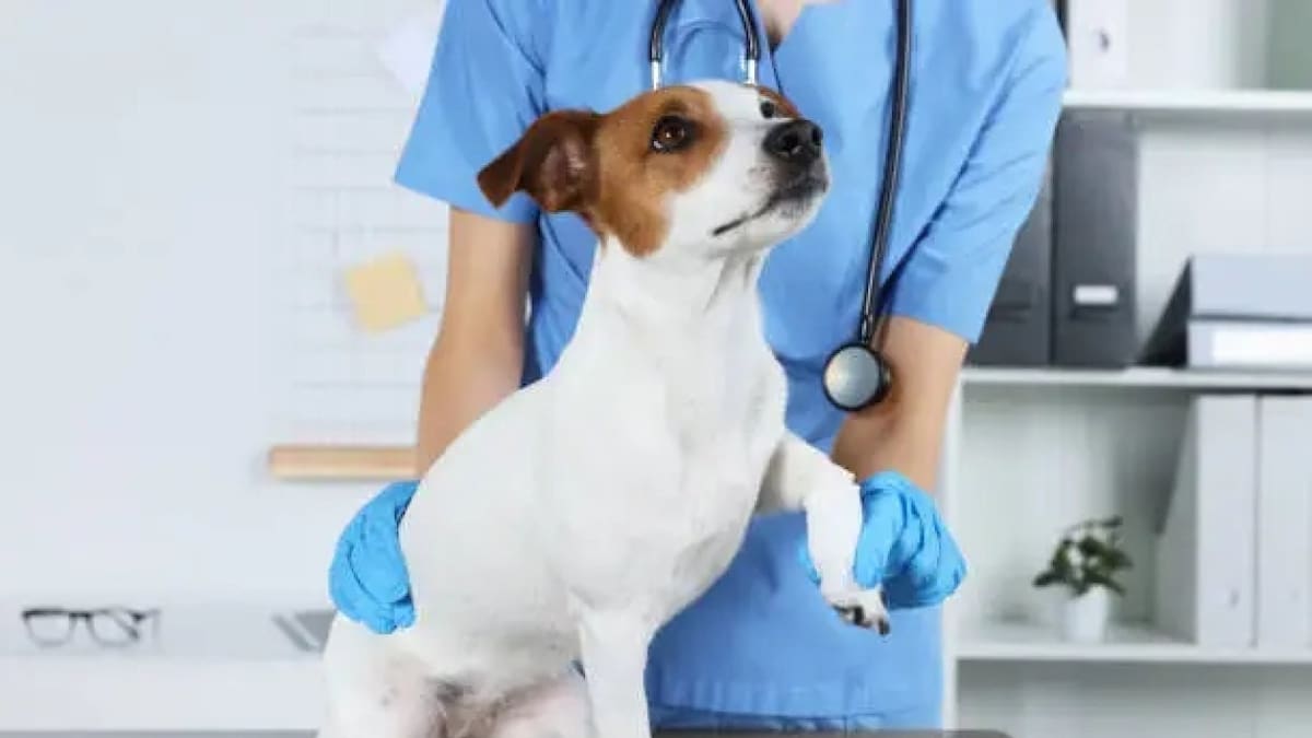 Las sustancias que pueden poner en peligro a tus mascotas. Foto: Unsplash.