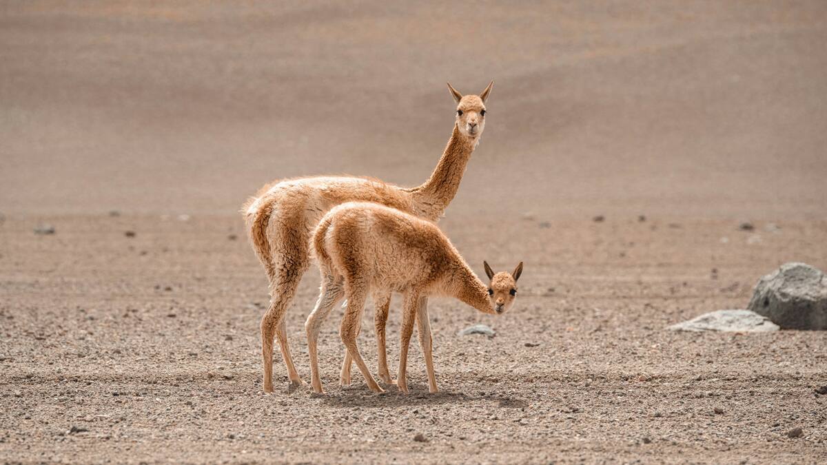 Vicuña, animal. Foto: Unplash.